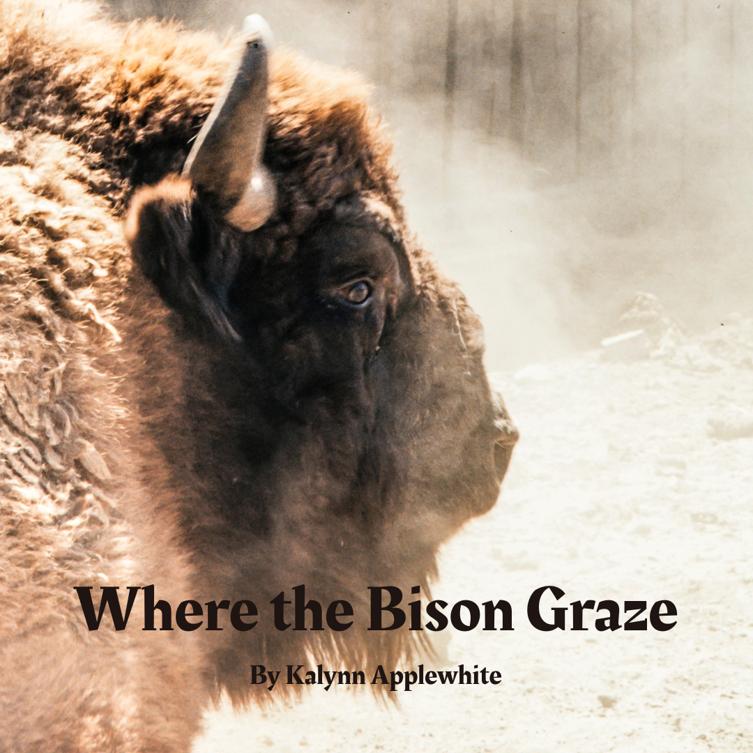 Mavericks & Mounts: Class Guide & Module for DnD5e (PDF)